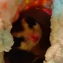 その他のご家族