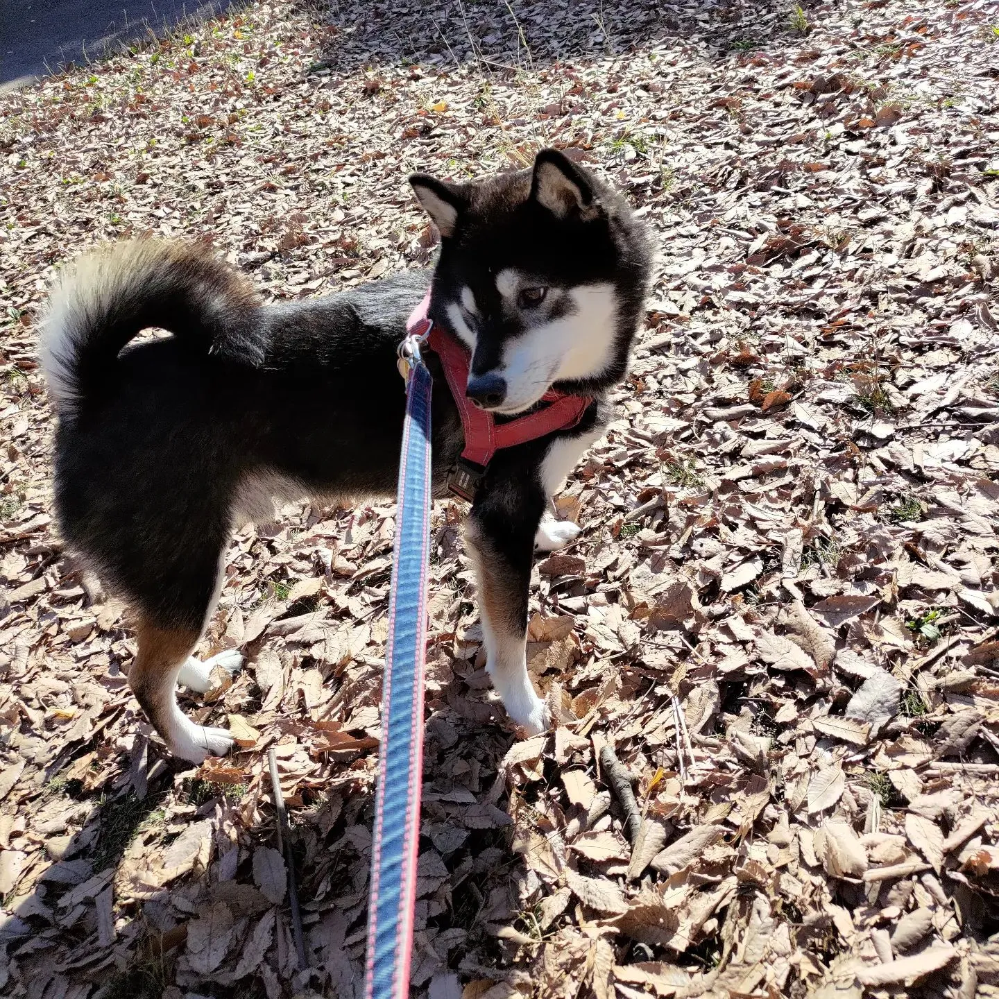 しっぽり冬です！