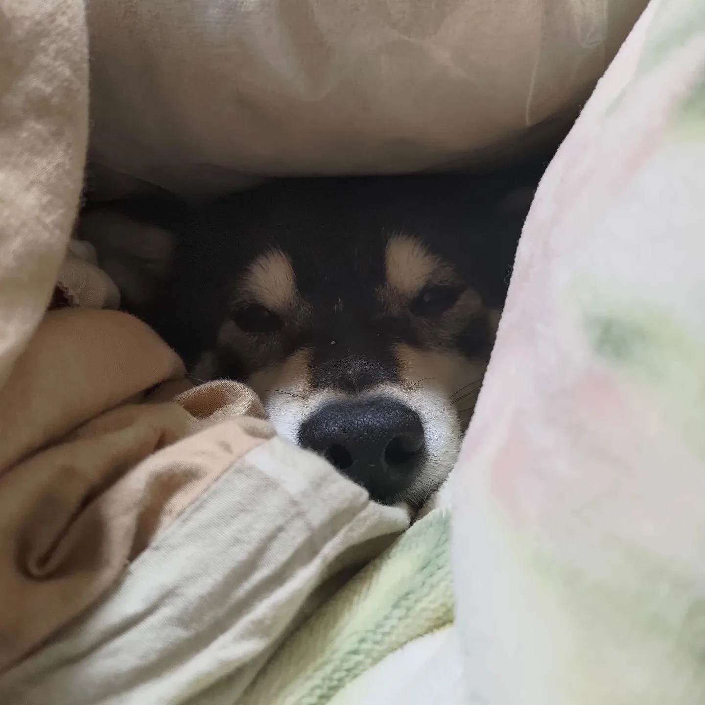 ジャストフイットの犬。