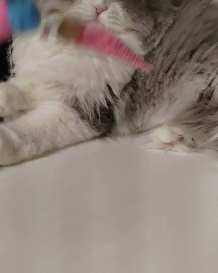 今日のお客様。