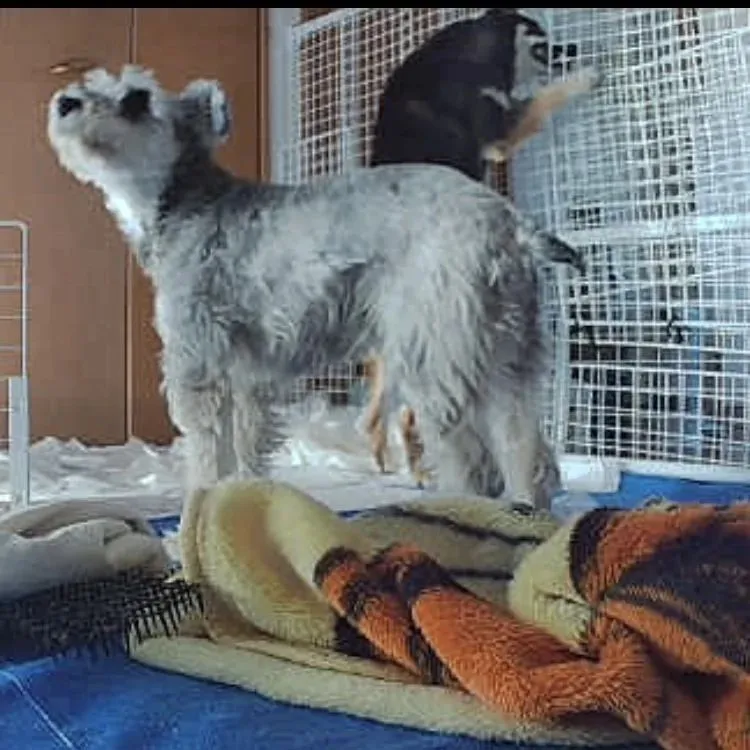 ※血の写真が3枚目にあります。