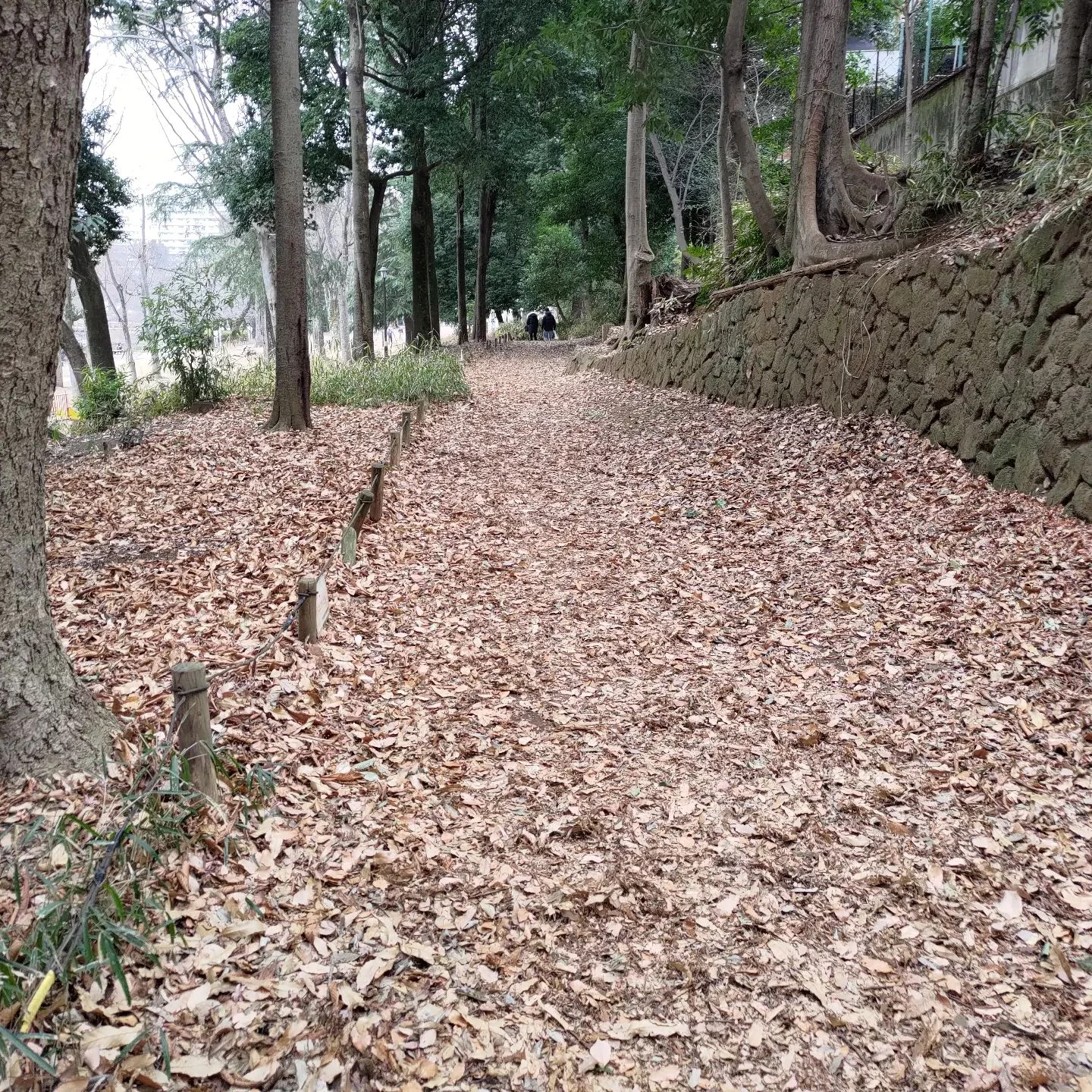 きょうは一日中曇りでしたね…