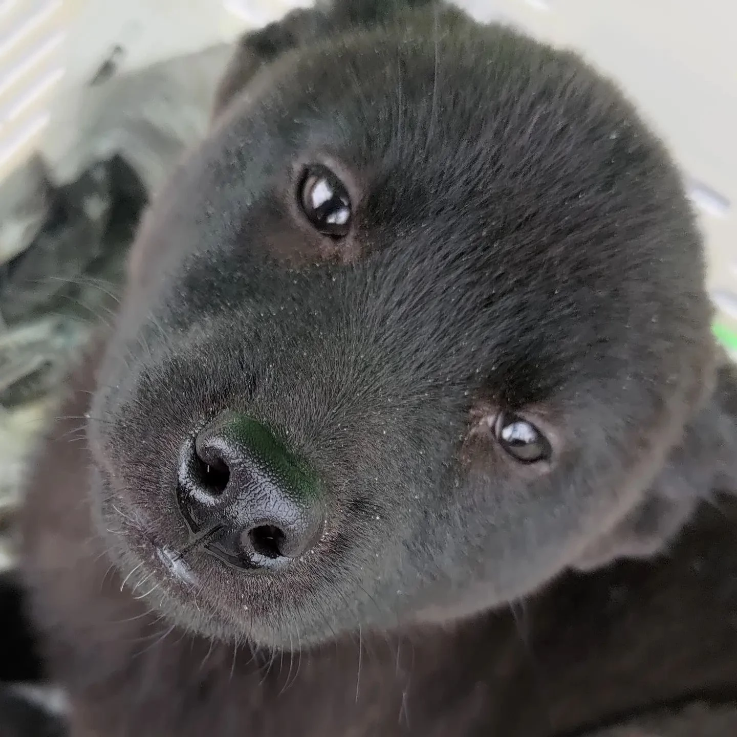 …やはり惚気けた…