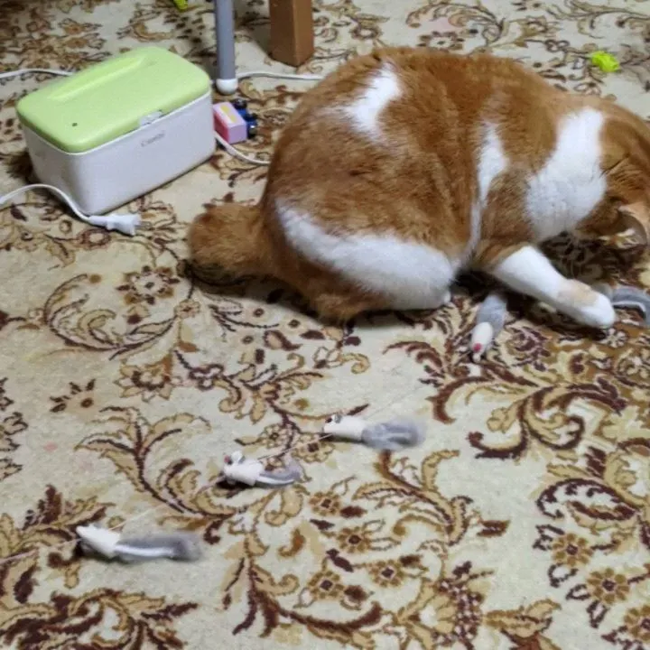 今日はネコちゃんメインのシッテ...