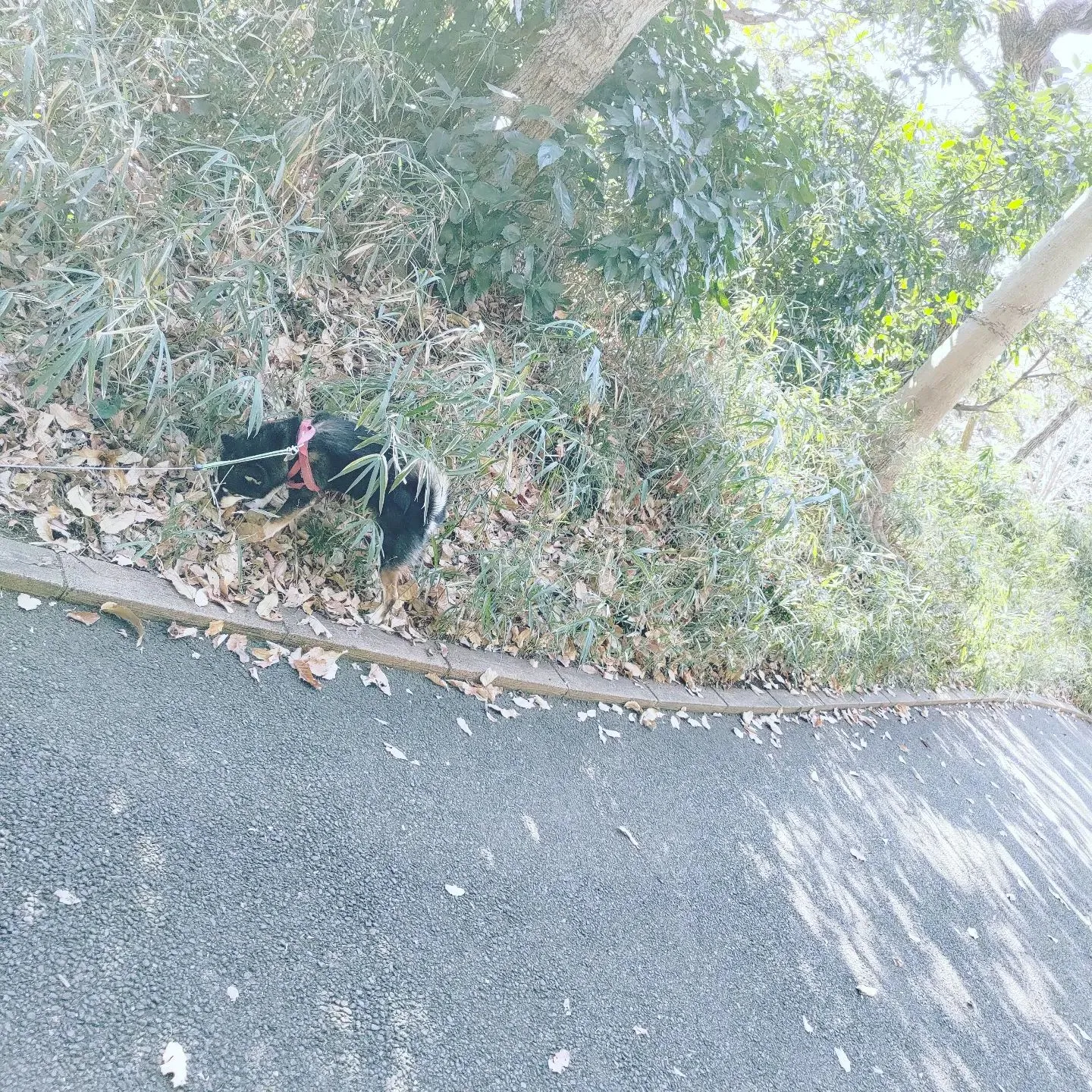 今日は横浜市保土ヶ谷区の陣ヶ下...