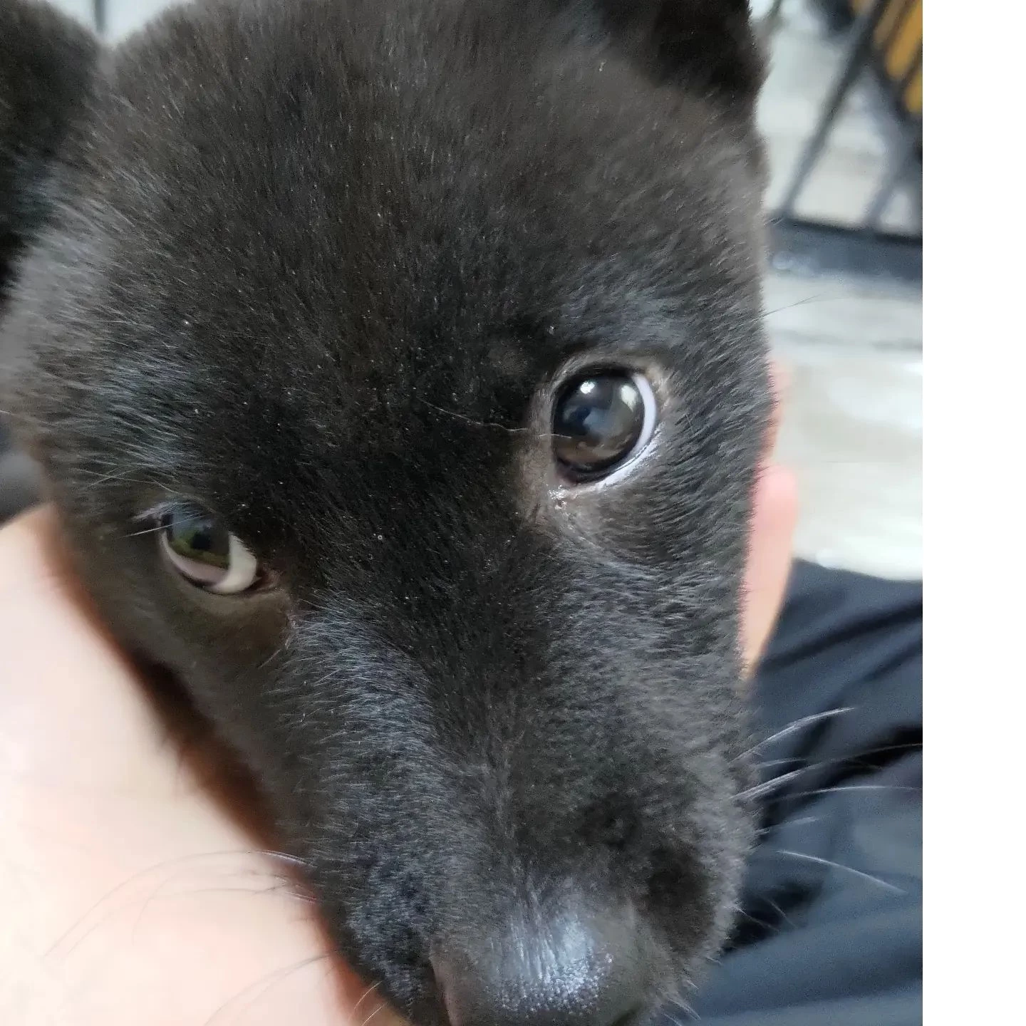 今日は初めてのお留守番だった美...