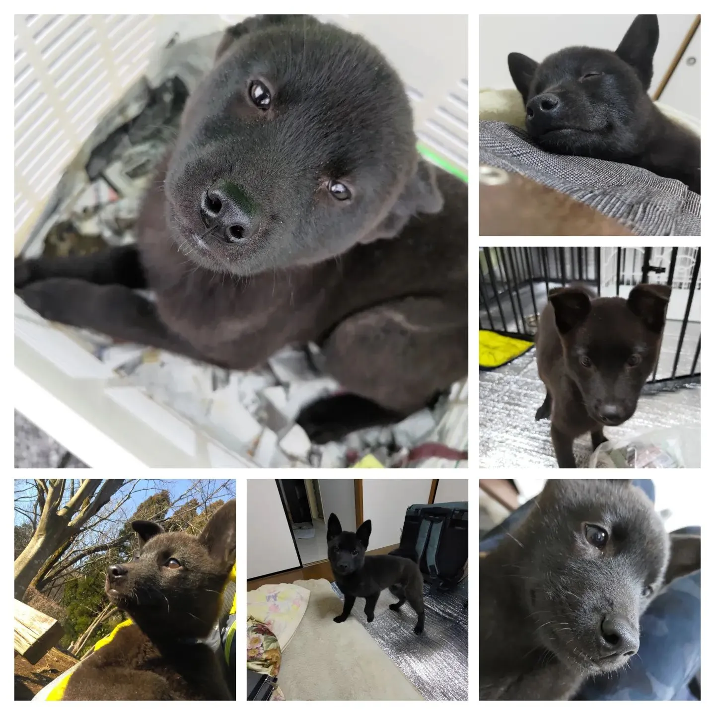 1枚目…初日から6日目までで1枚づ...