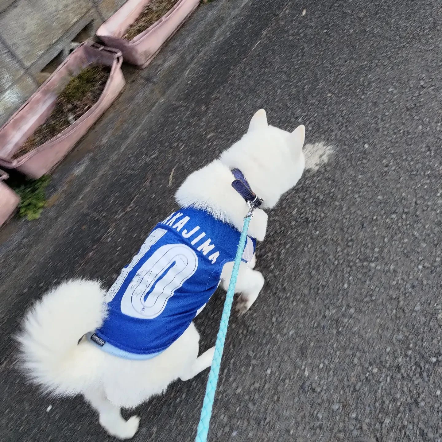 今日のお散歩。