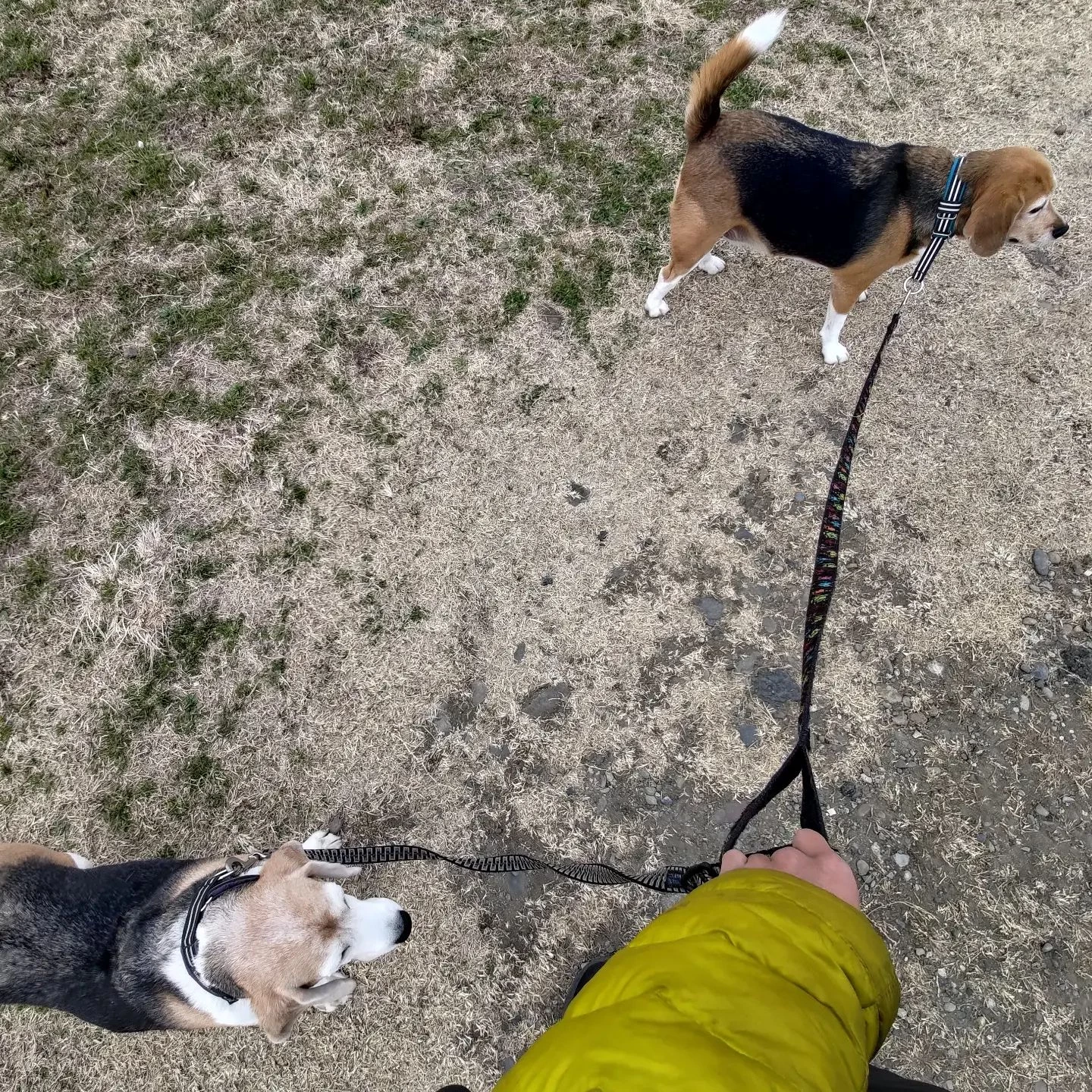 今日のシッティング。