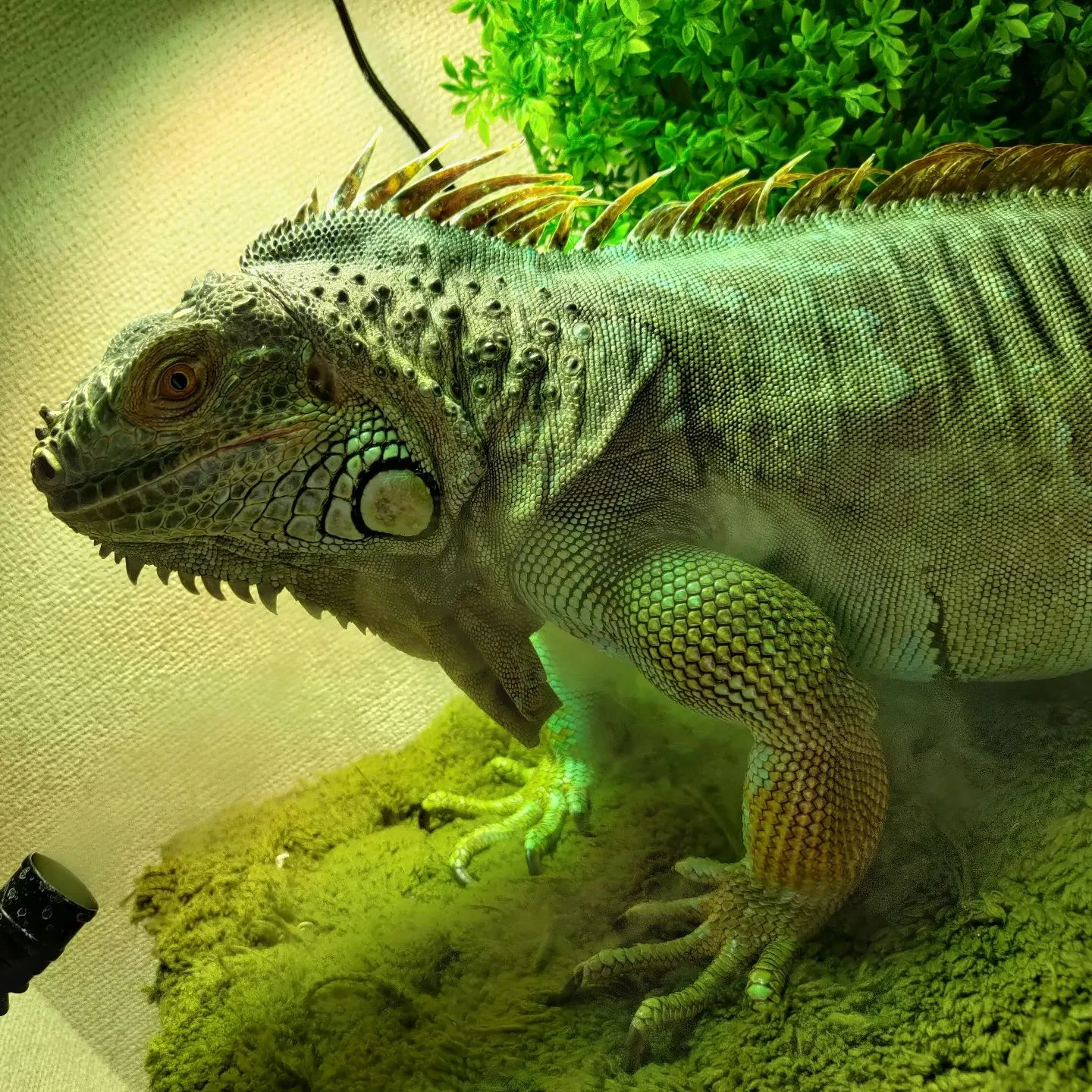 今朝のお客様。