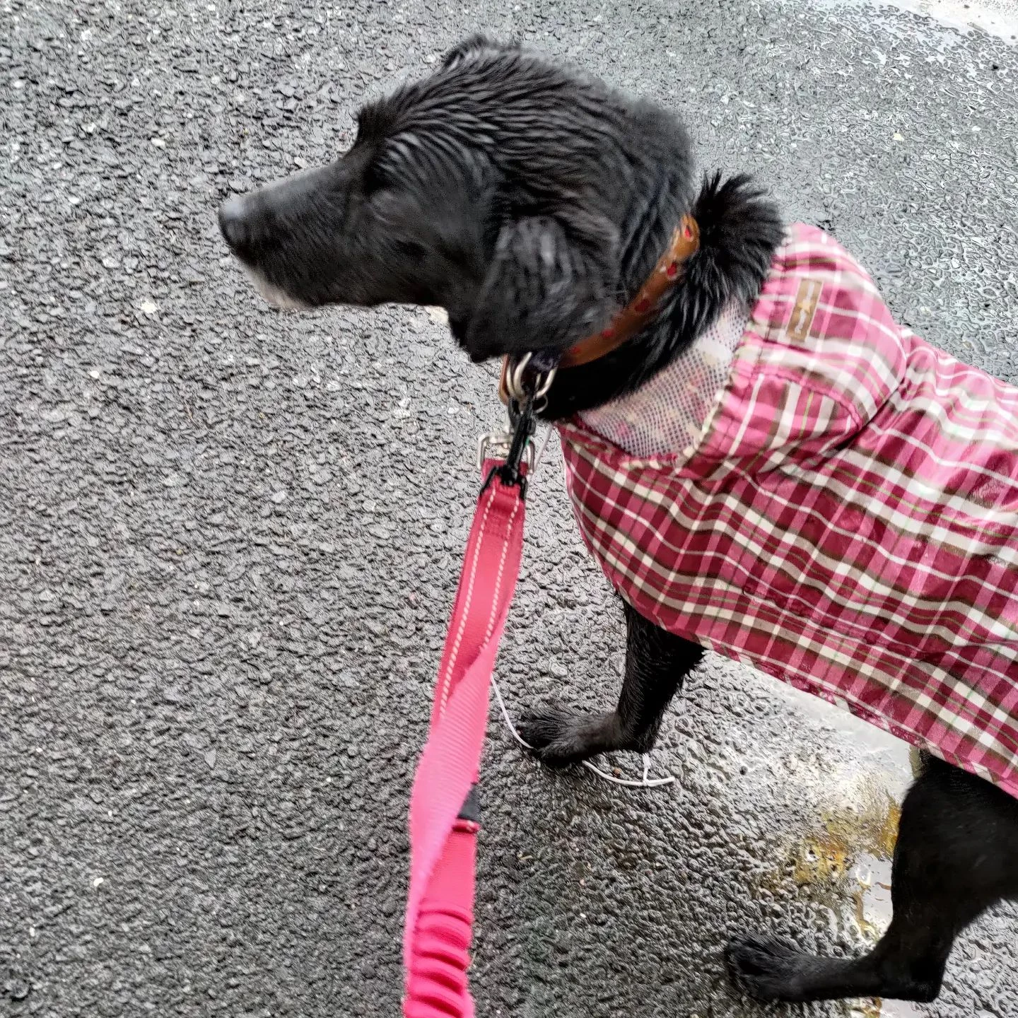 本日お世話にお伺いしましたのは、八王子市の預かりさん宅にて新...