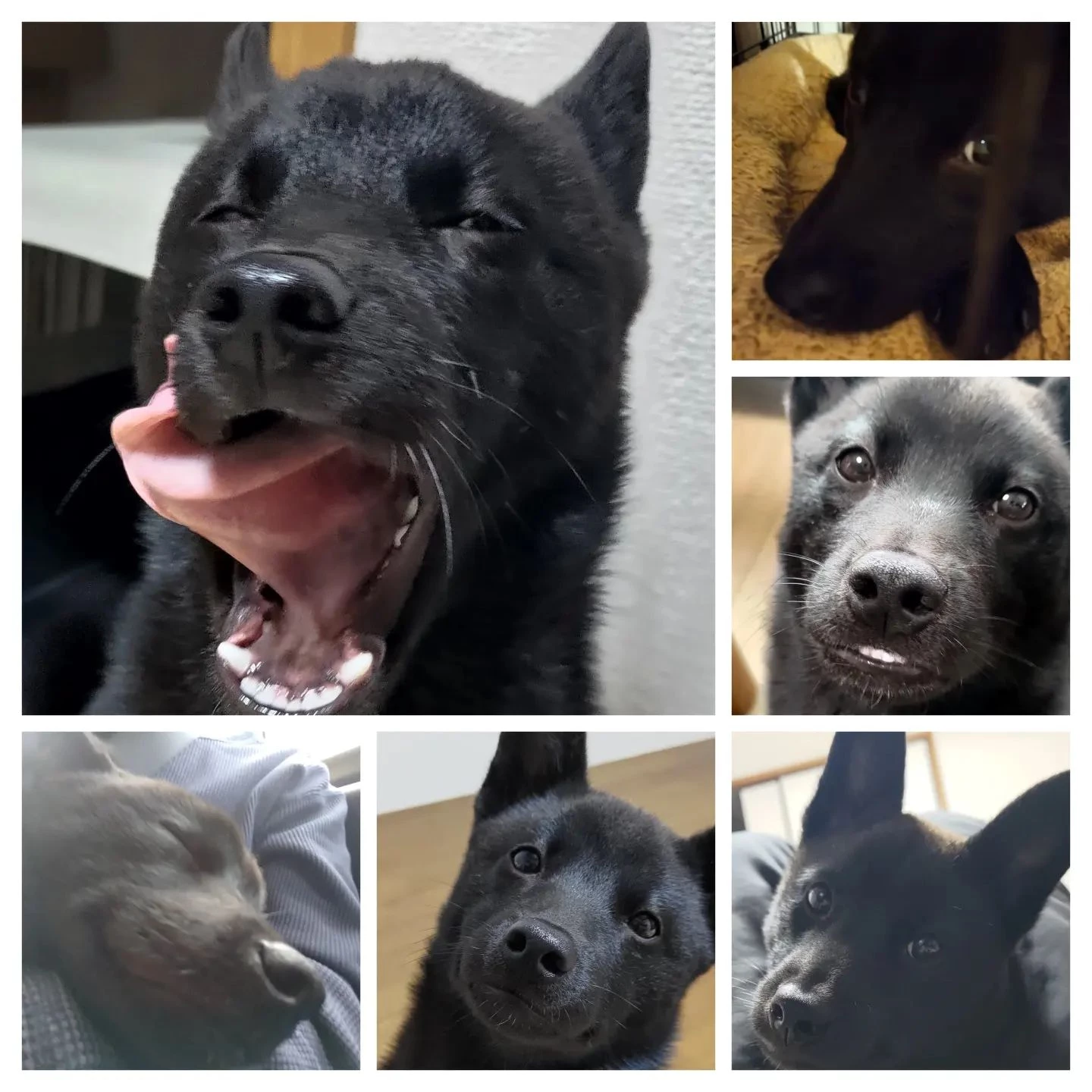 シッター宅のワンちゃん紹介！