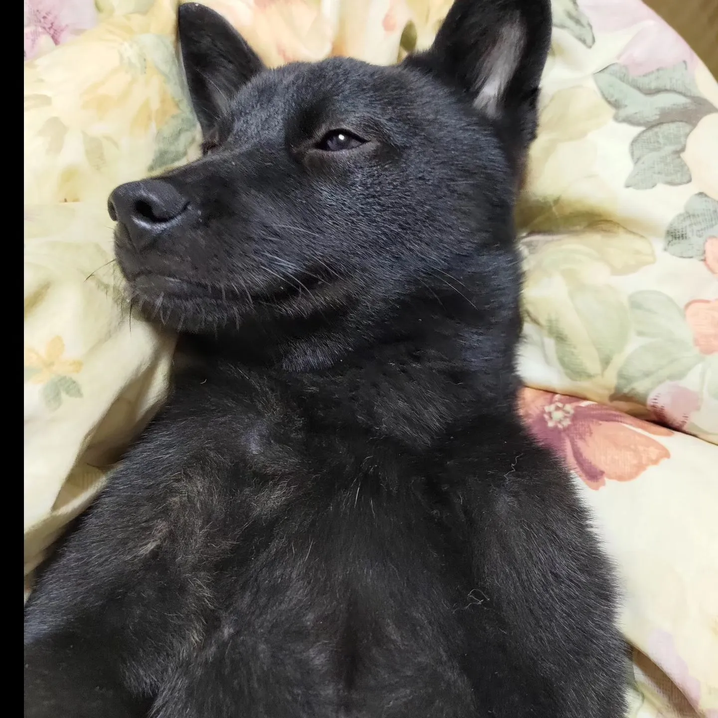 昨日のシッター宅のわんこ。