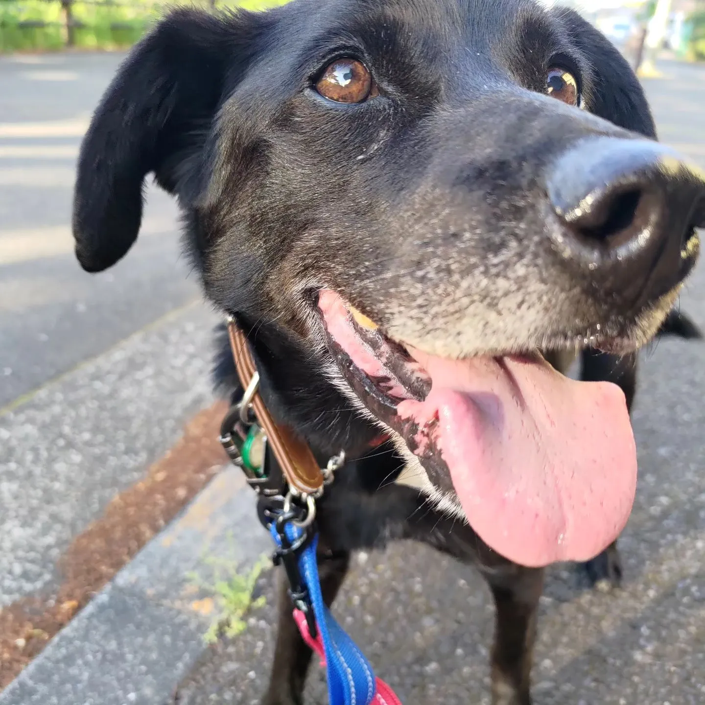 昨日は保護犬でずっとのご家族募集中のネロくんのお散歩！