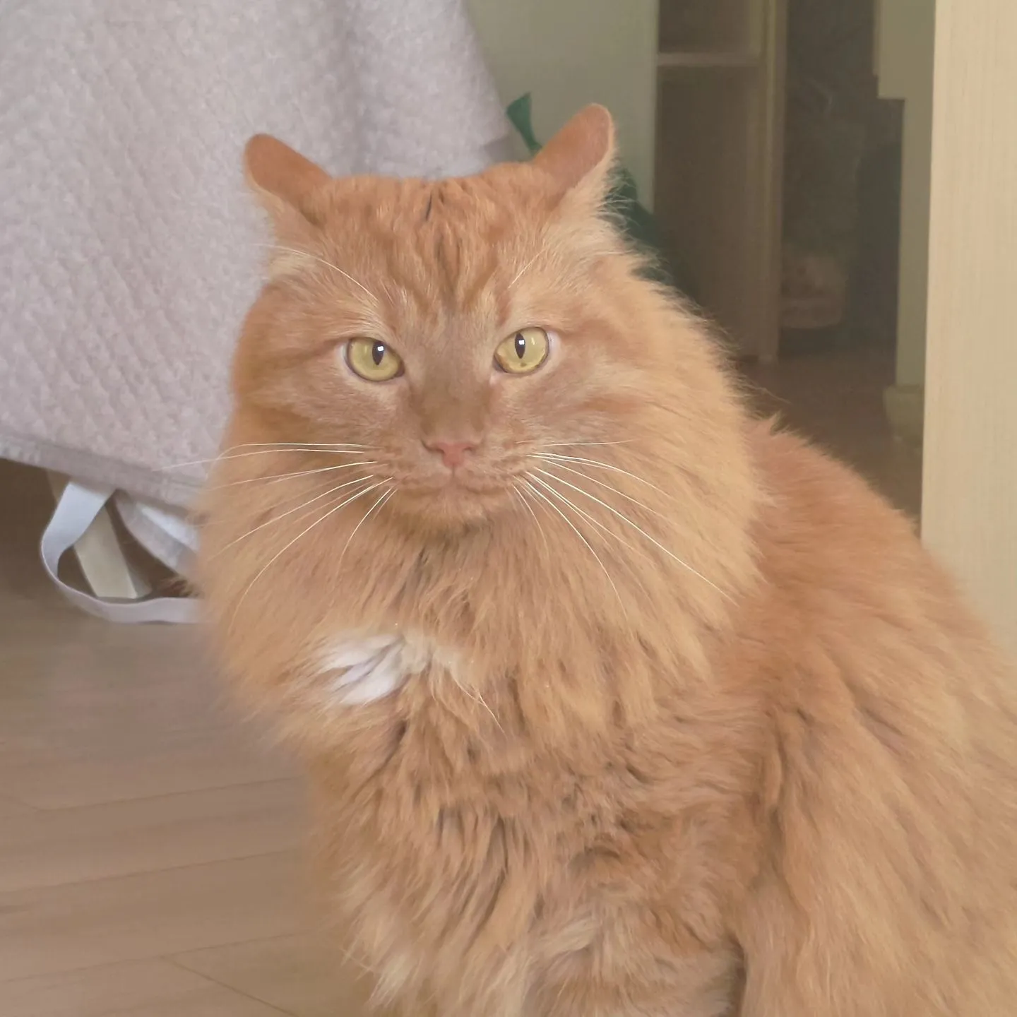 ニャンちゃんずコレクション！