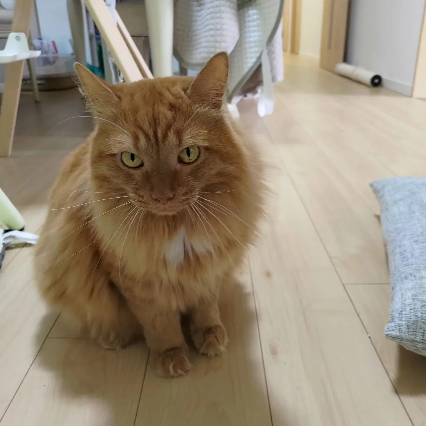 ニャンちゃんずコレクション！