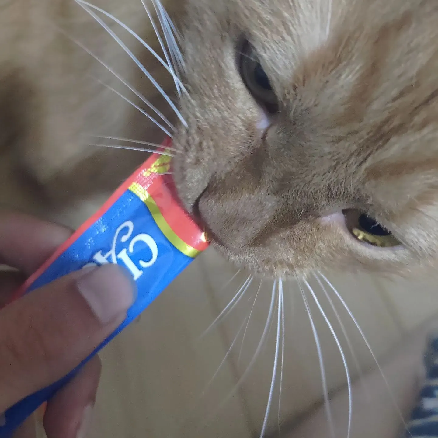 ニャンちゃんずコレクション！