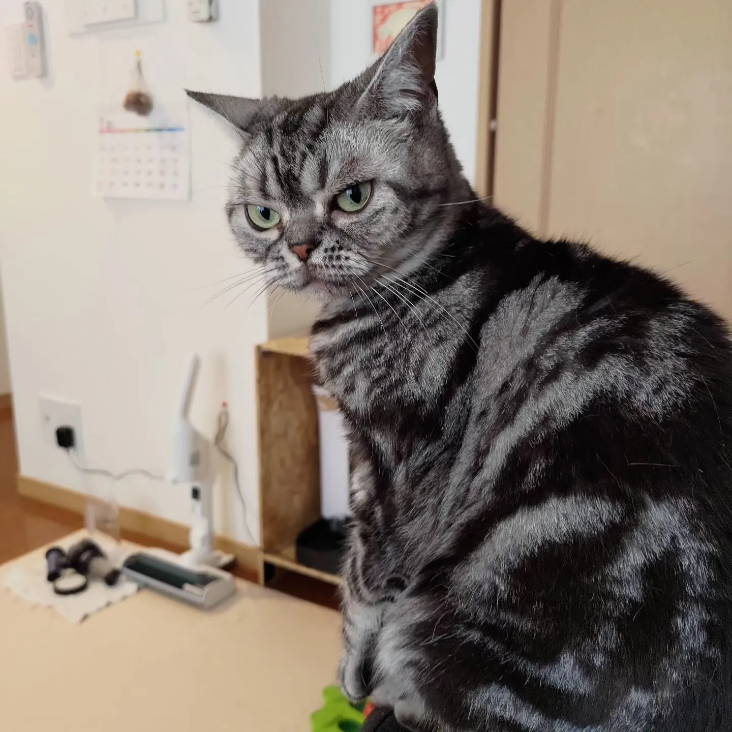 ニャンちゃんずコレクション！