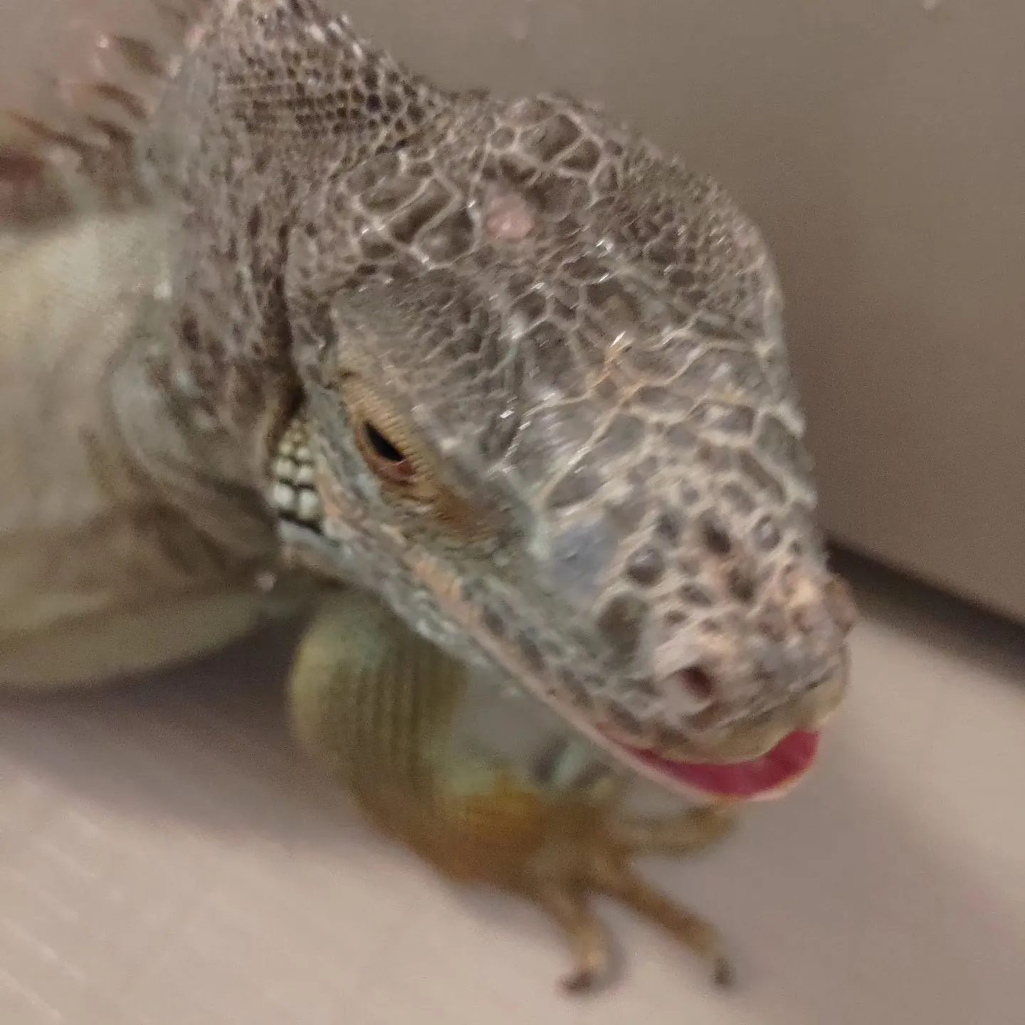 引き続きのお世話！