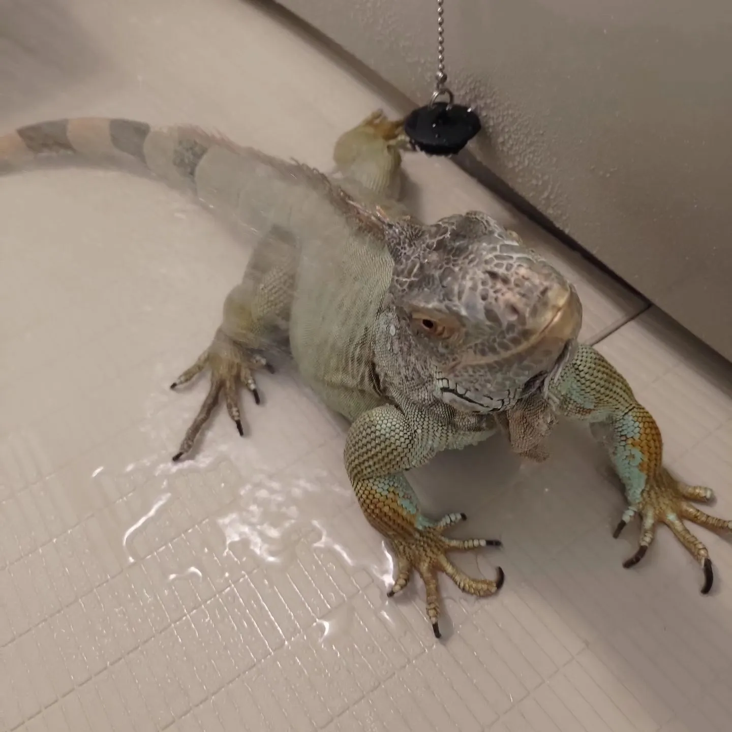 引き続きのお世話！