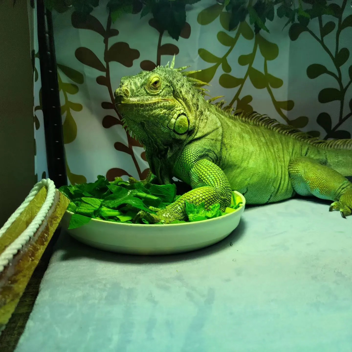 引き続きのお世話！