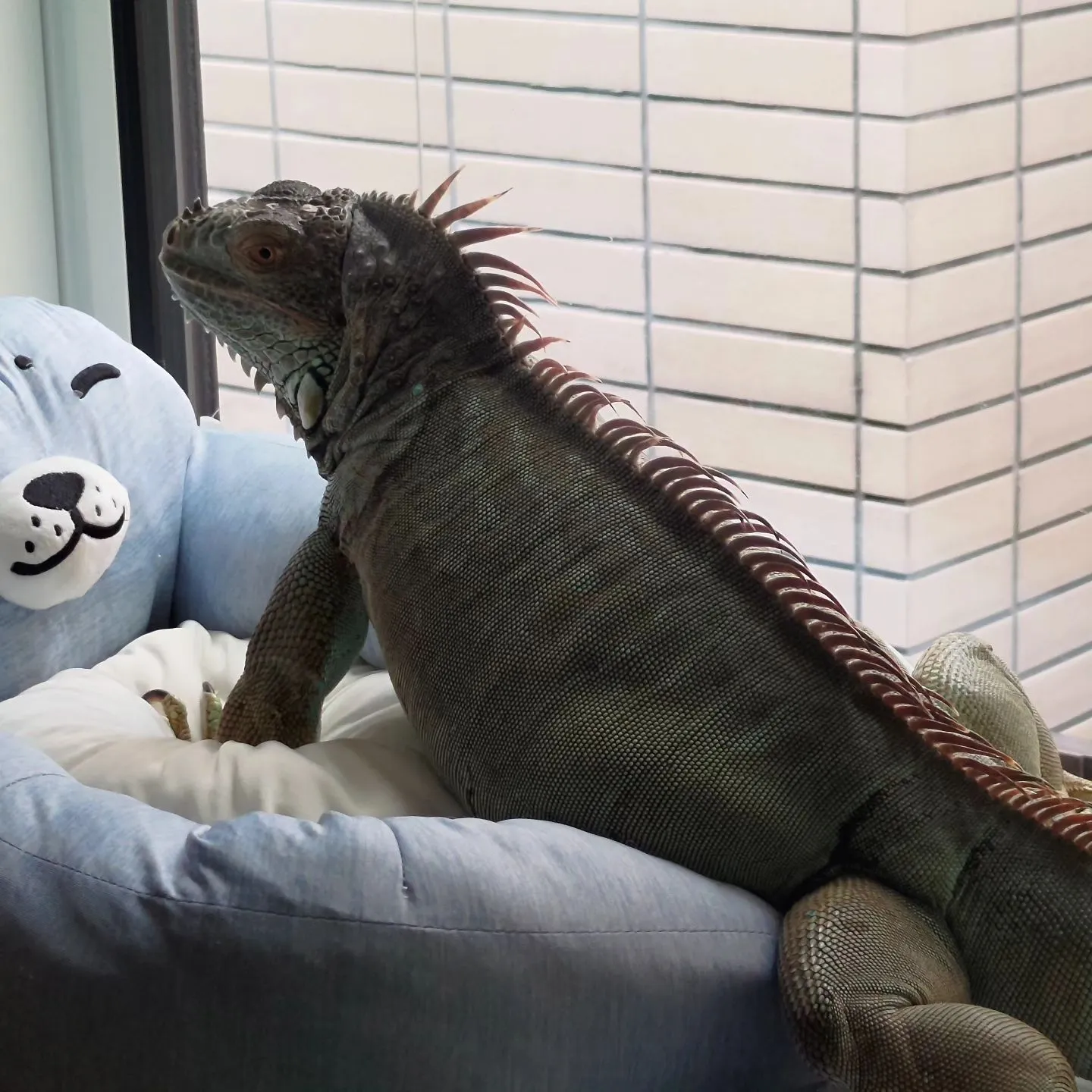 結婚式のドッグシッター…