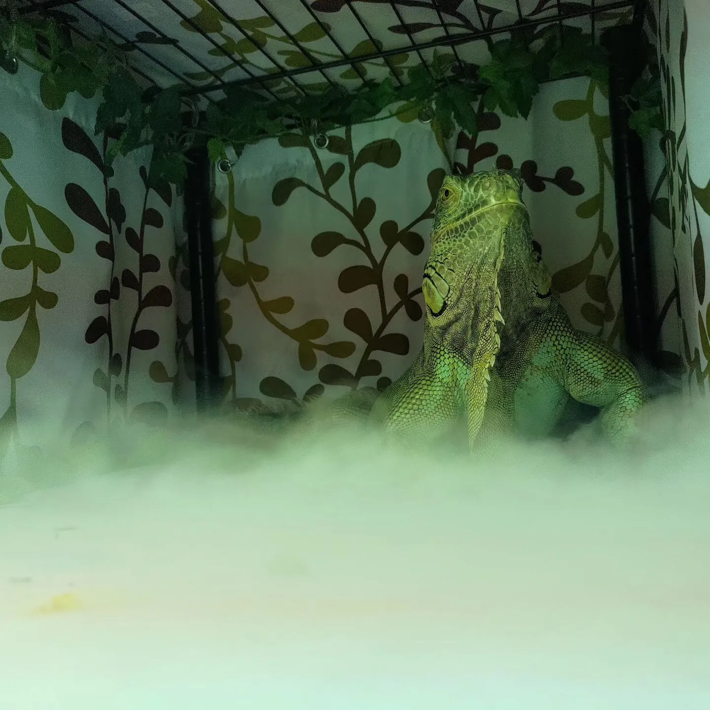 結婚式のドッグシッター…