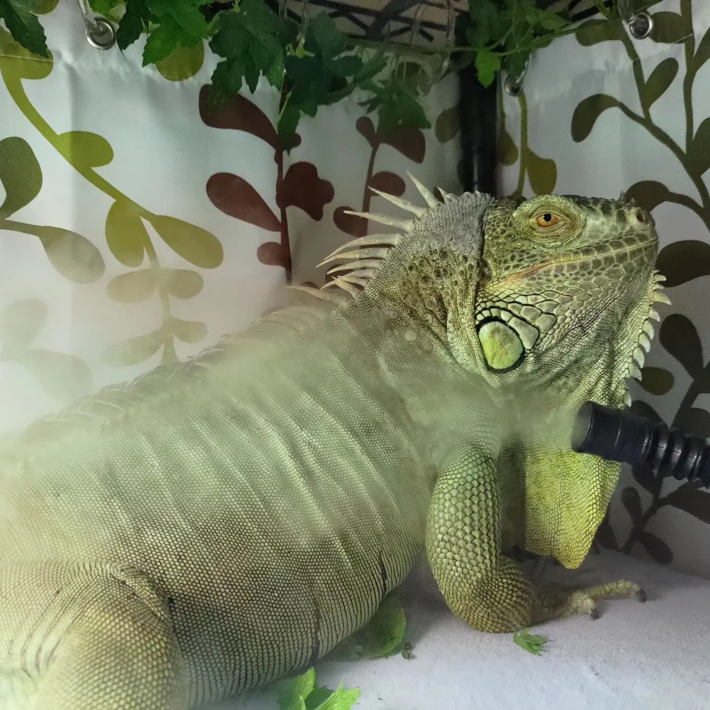 結婚式のドッグシッター…