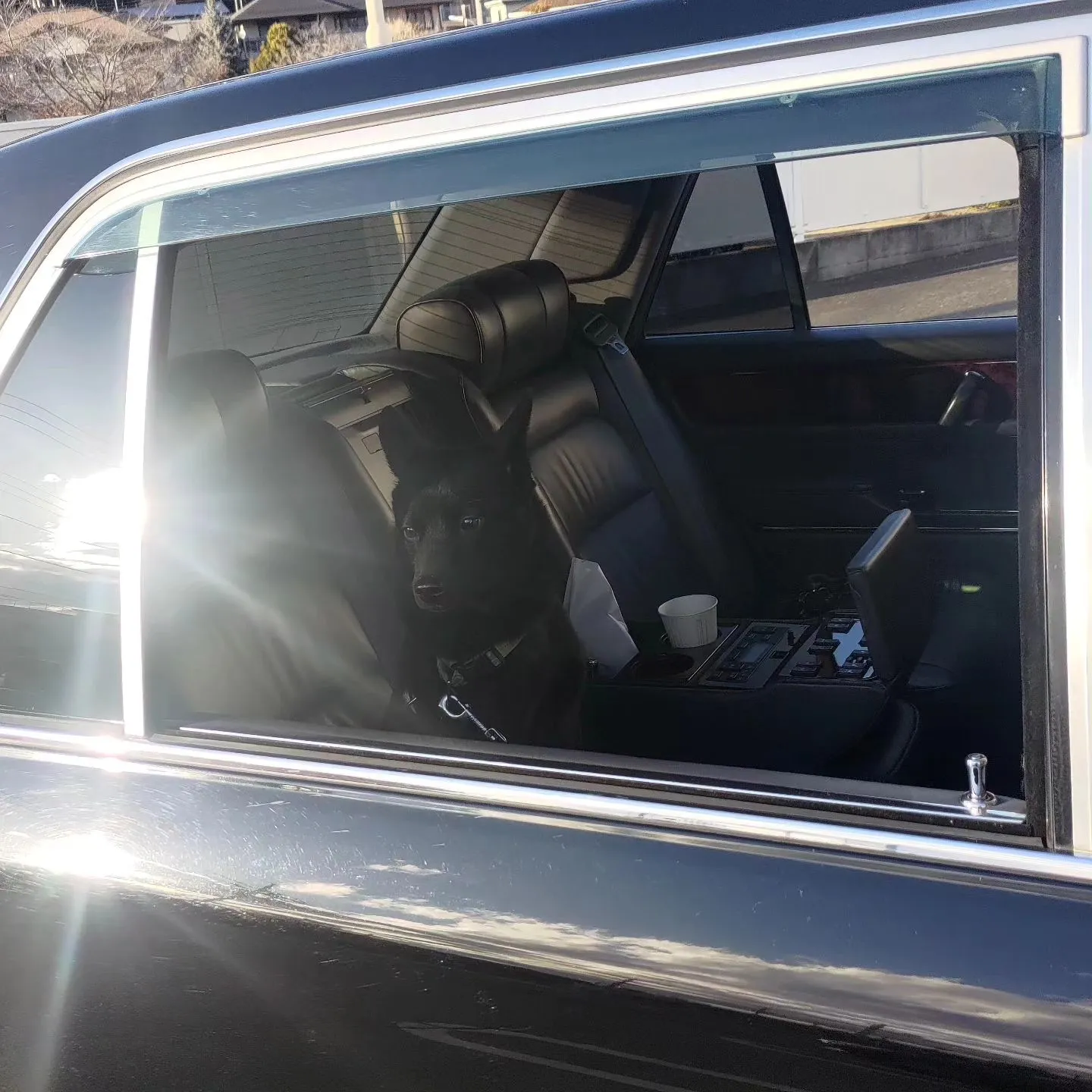 企業の重鎮が乗るような車に、本日はうちの犬を乗っけていました...