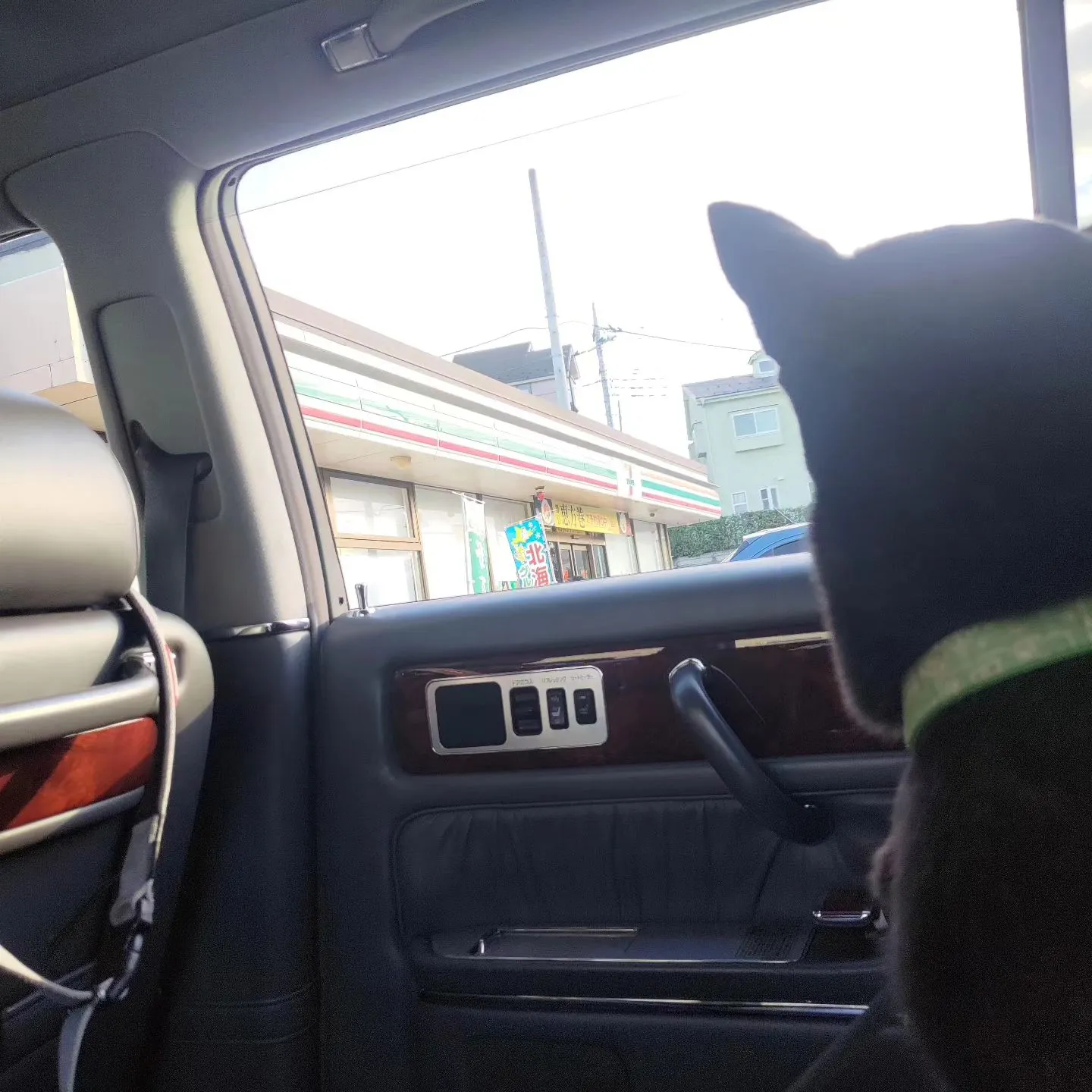 企業の重鎮が乗るような車に、本日はうちの犬を乗っけていました...