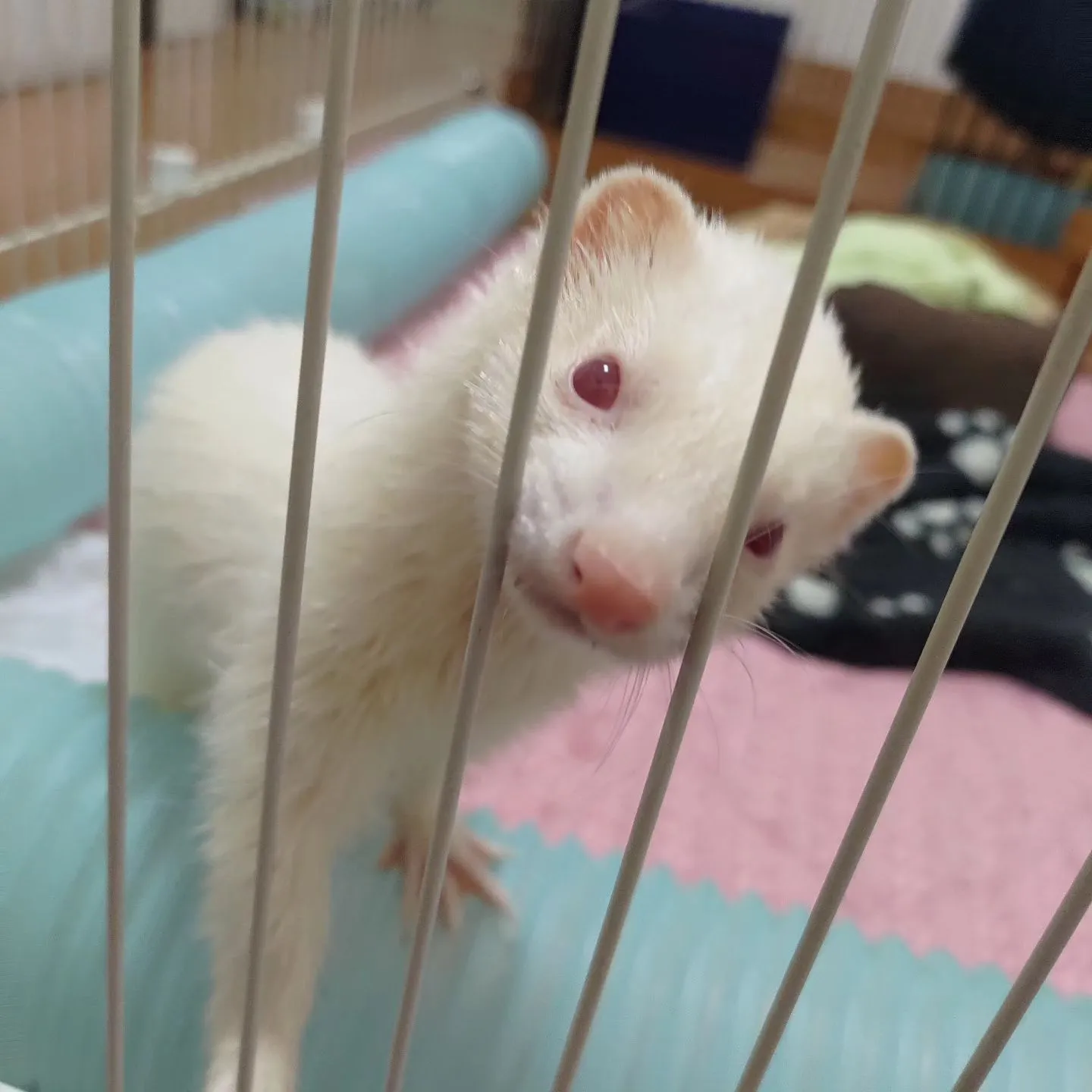 継続してお伺い。