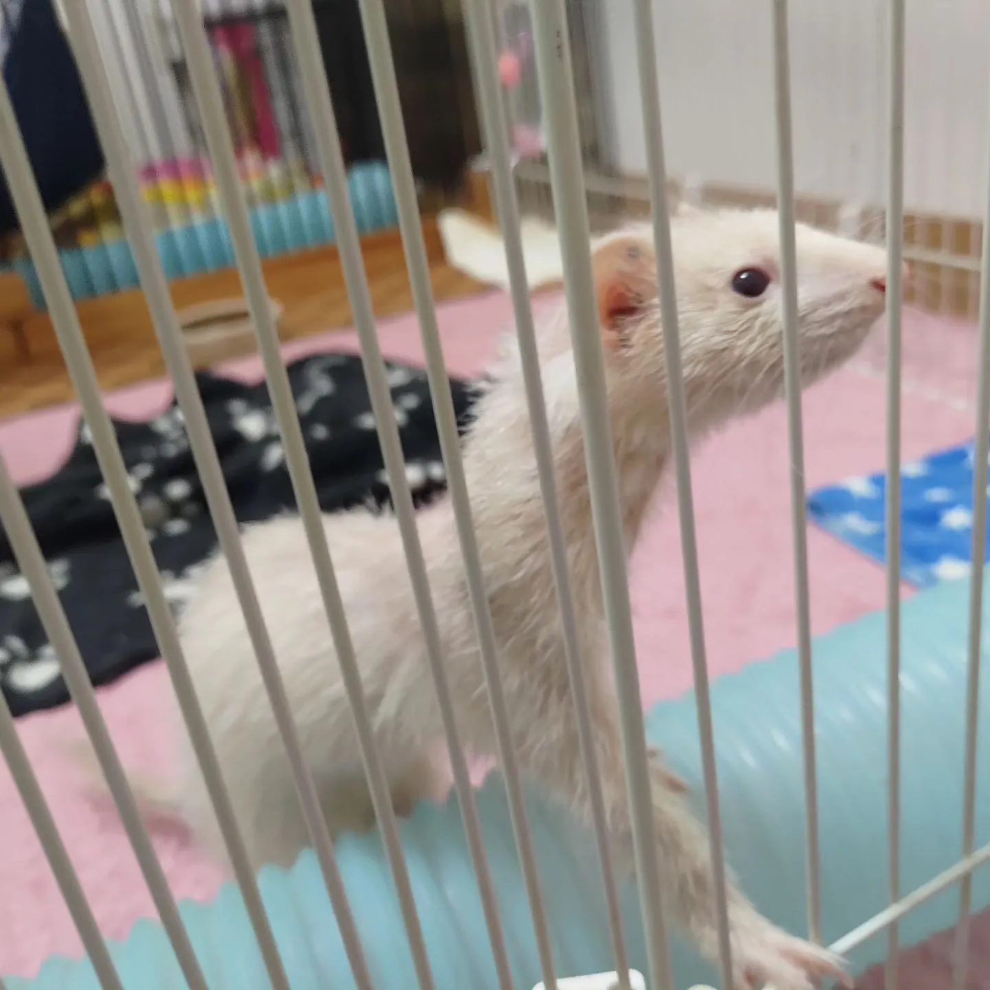 継続してお伺い。