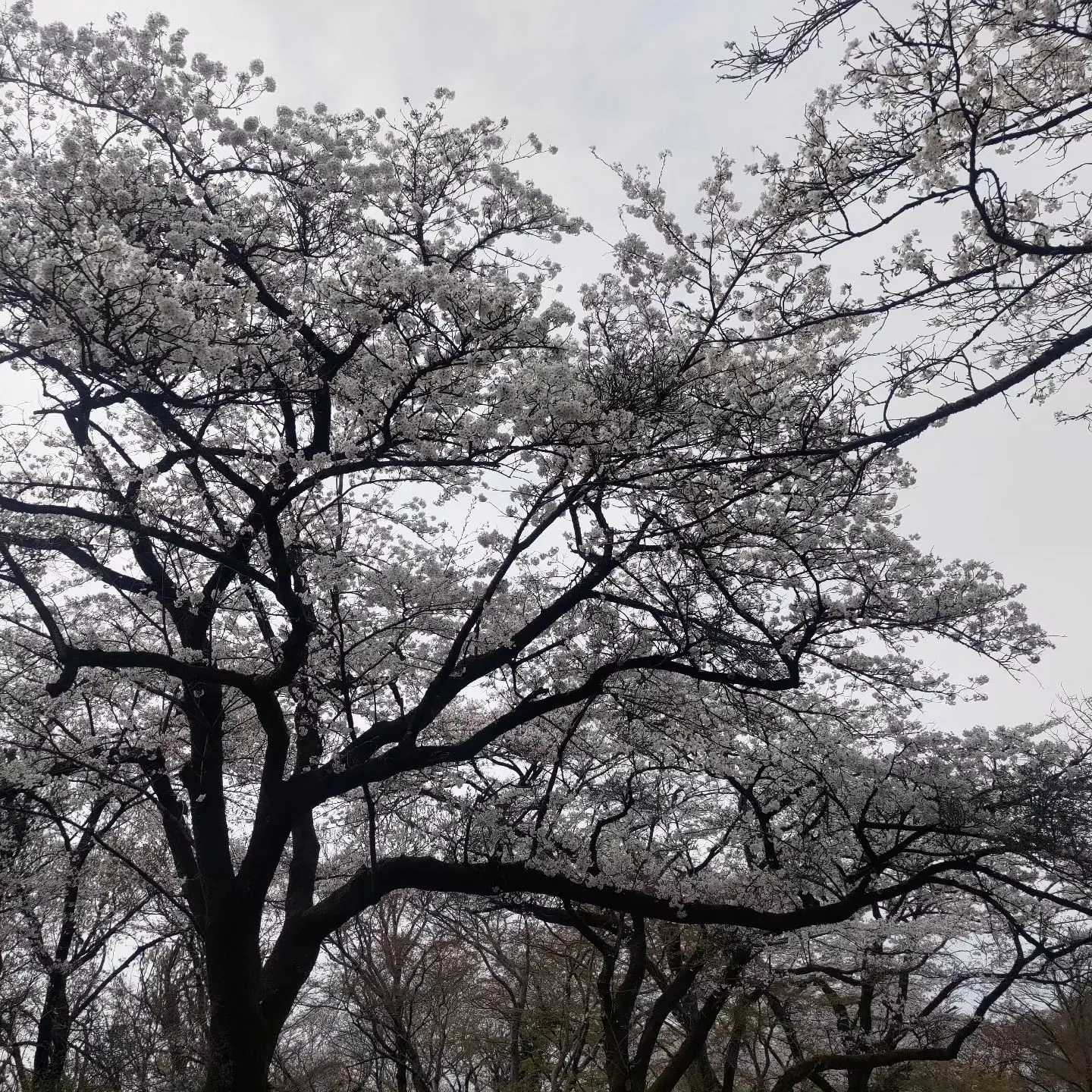 だんだんと暖かくなり春のおとずれを感じますね。