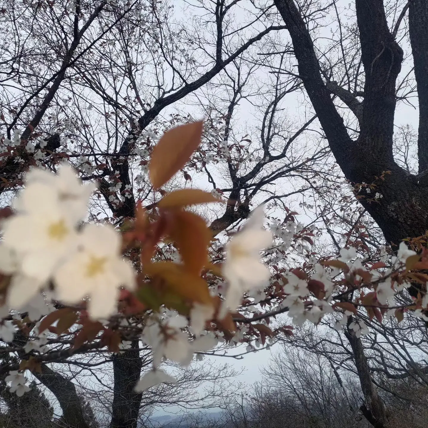 だんだんと暖かくなり春のおとずれを感じますね。