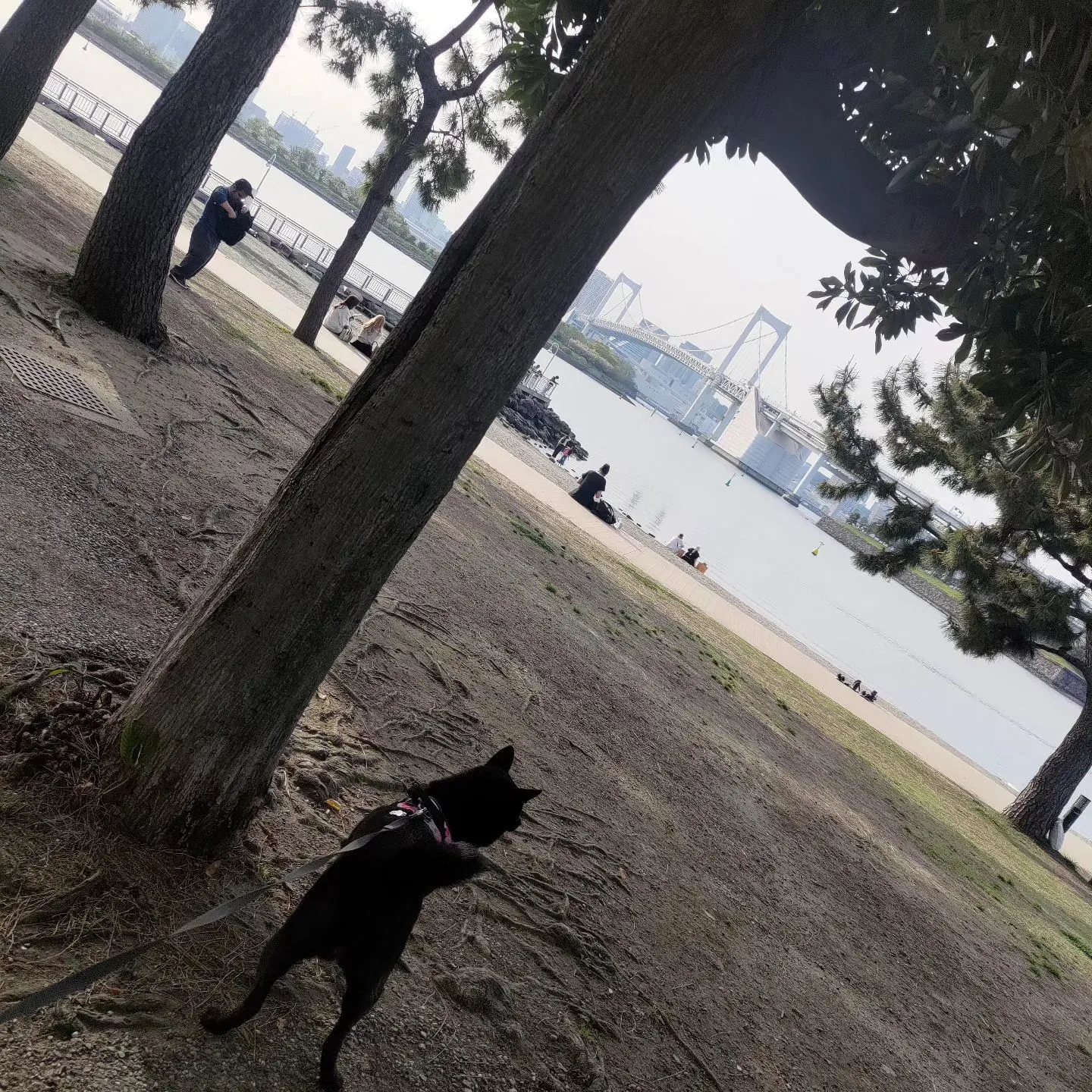 お台場や芝公園など、いろいろ連れ回されたうちの犬…