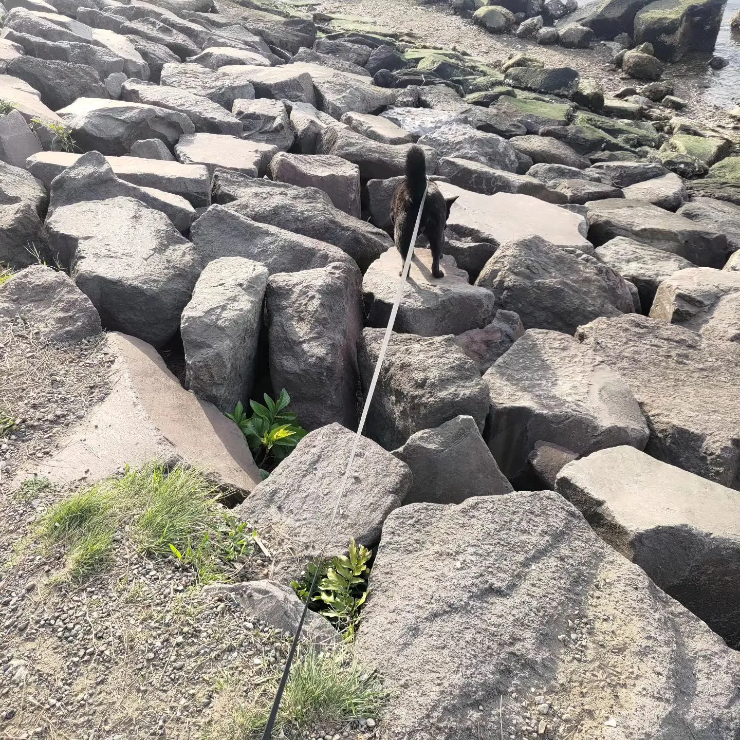 お台場や芝公園など、いろいろ連れ回されたうちの犬…