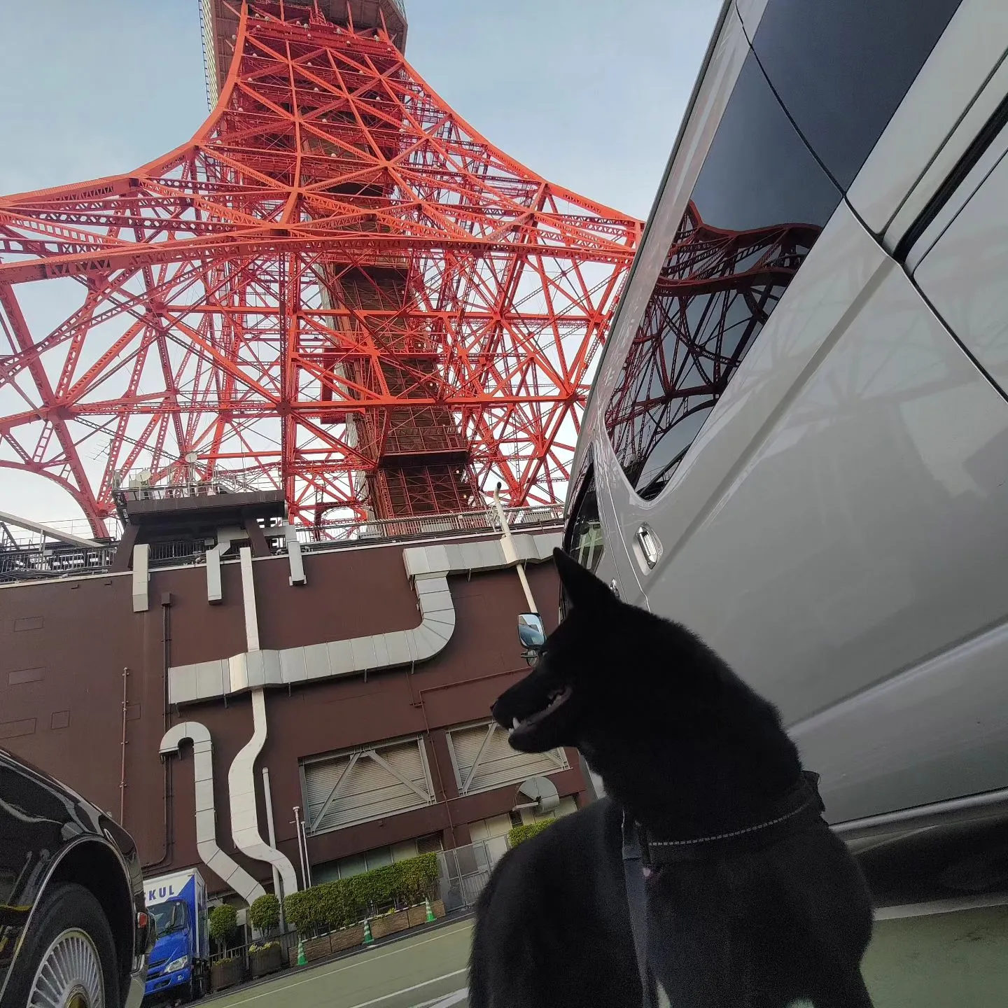 お台場や芝公園など、いろいろ連れ回されたうちの犬…