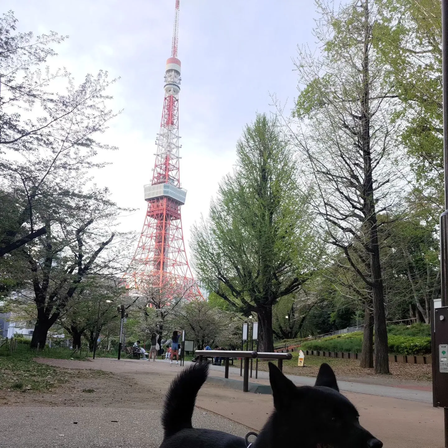 お台場や芝公園など、いろいろ連れ回されたうちの犬…