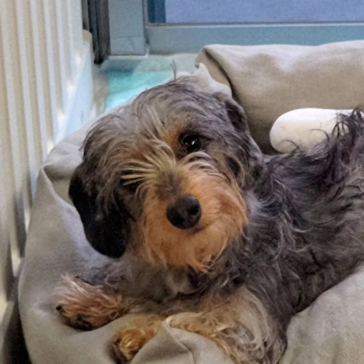 昨日お伺いのかわいいお顔…