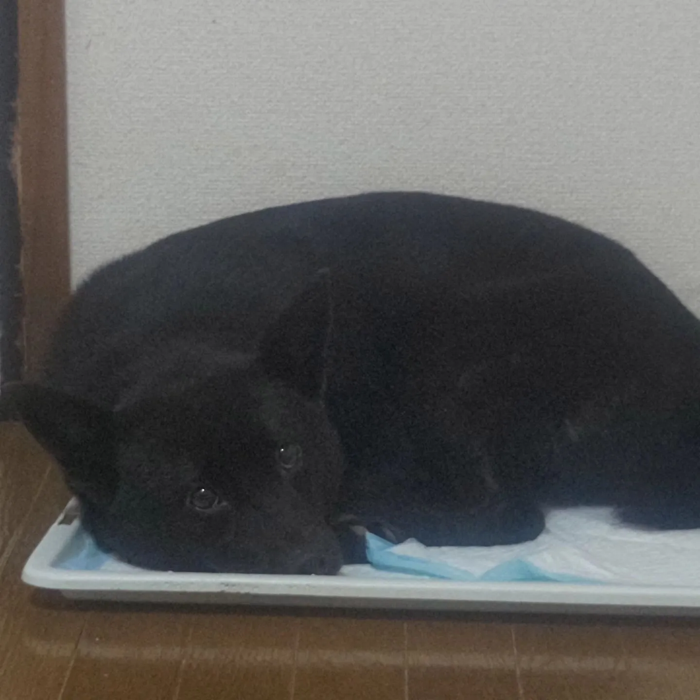 そこの黒いの、うちの犬です。