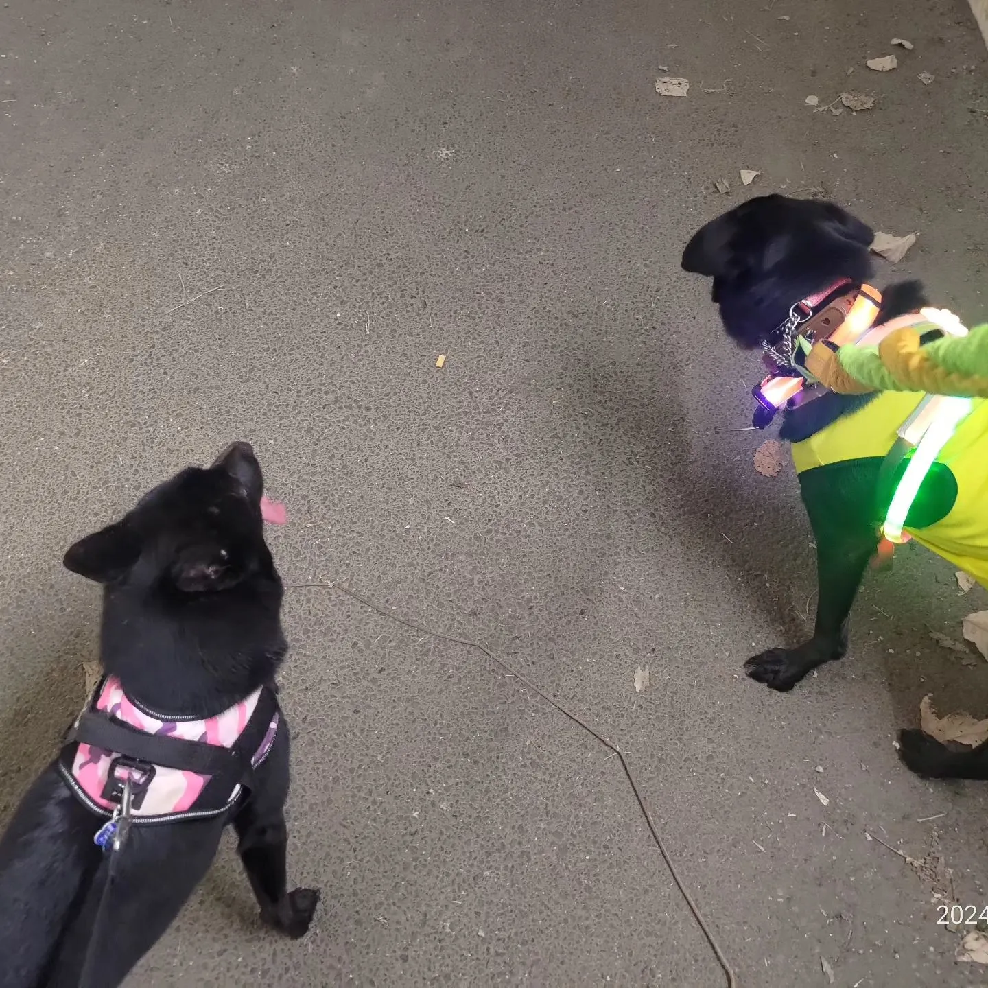 昨晩のおさんぽー。