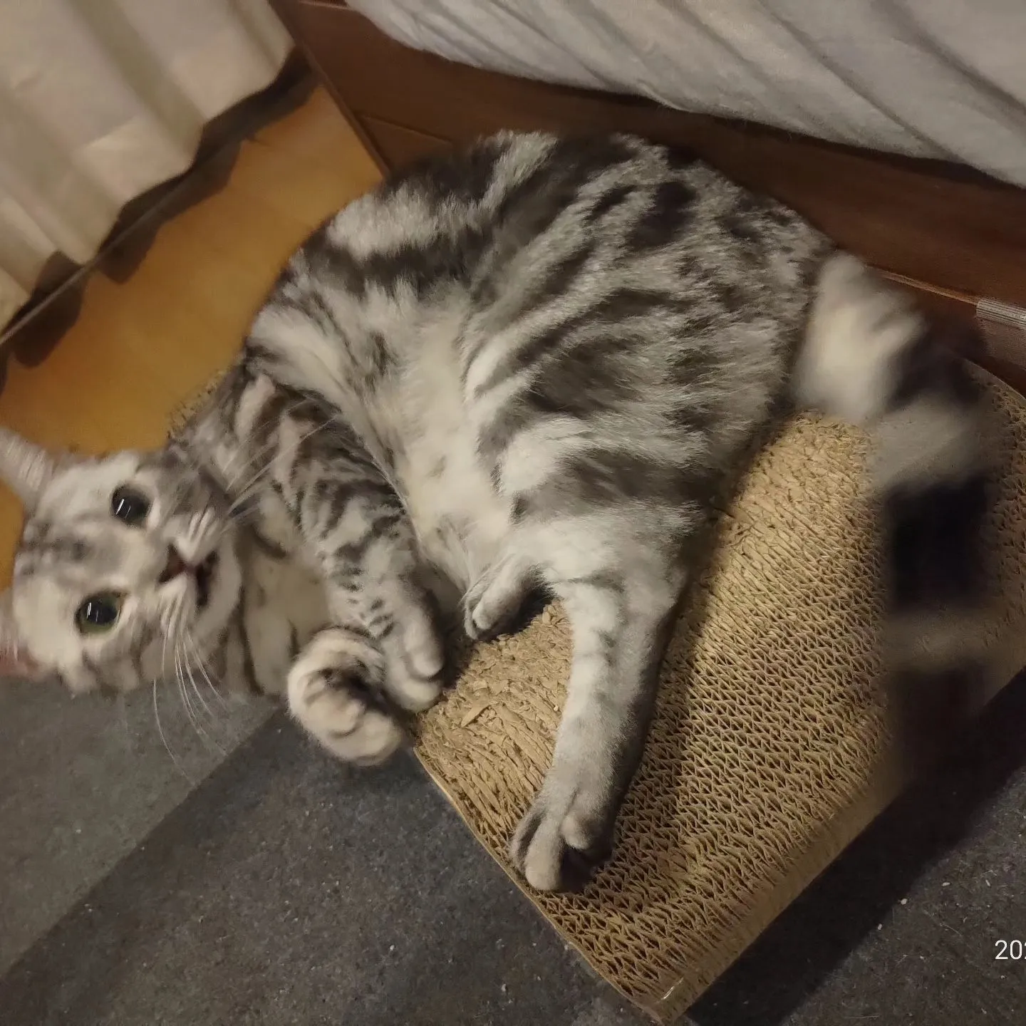 今日のお世話。