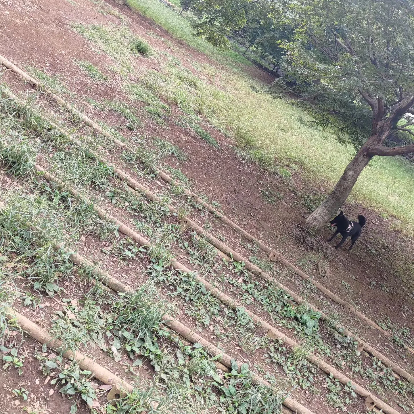 広大な桜ヶ丘公園の大ドッグランにうちの犬がぽつんと…