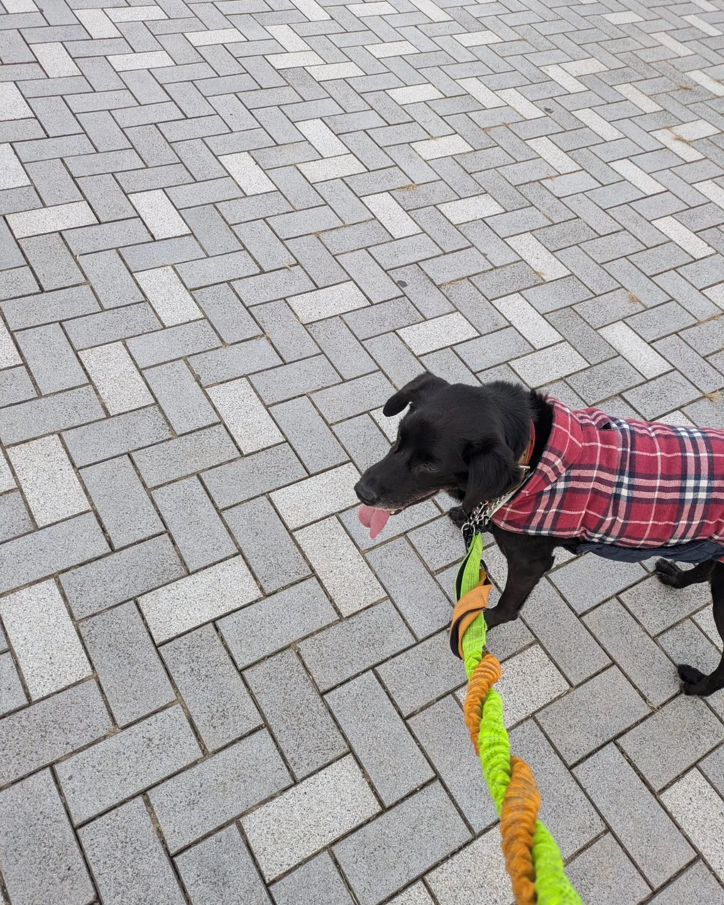 ここ数日のお世話写真、動画をまとめて更新！