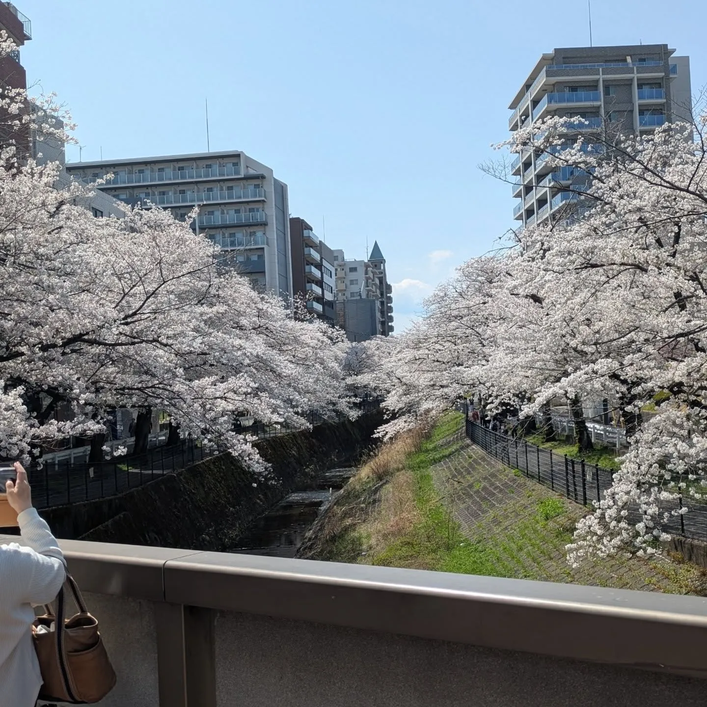 桜の季節ですね。