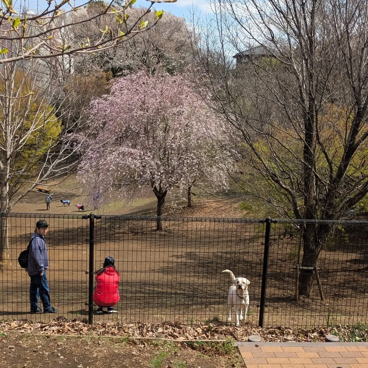 桜の季節ですね。