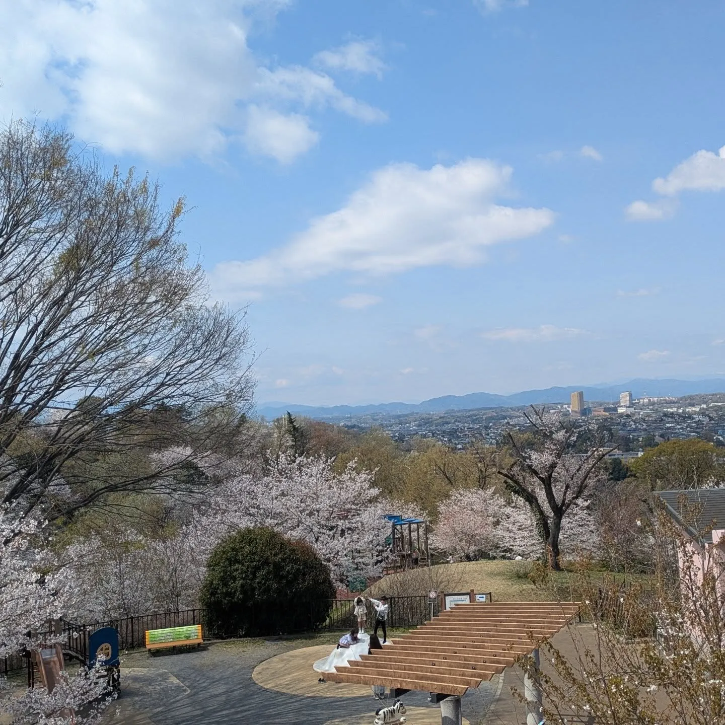桜の季節ですね。