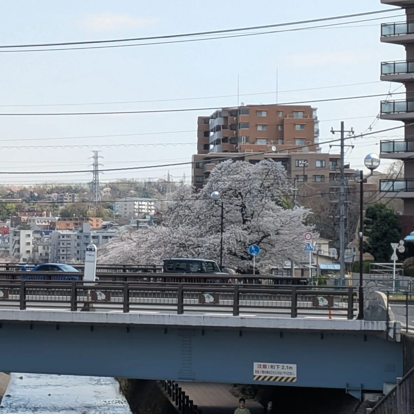 桜の季節ですね。