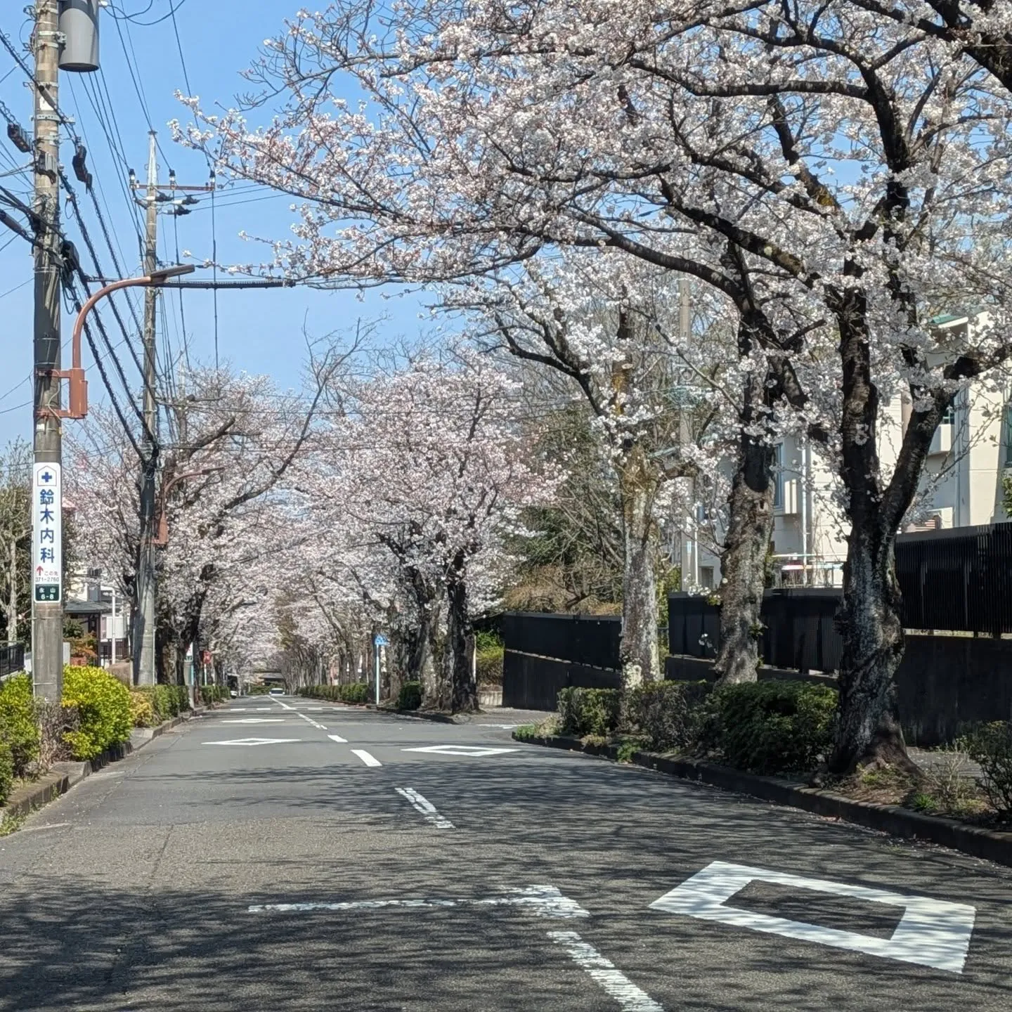 桜の季節ですね。
