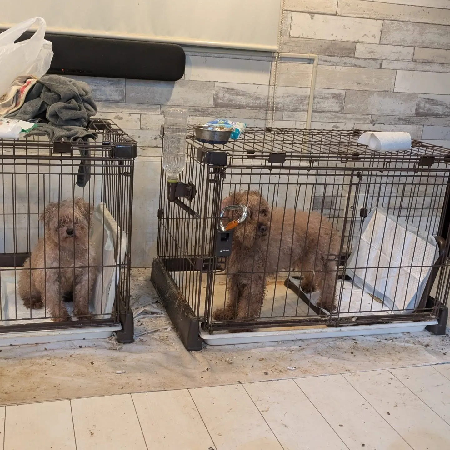 今日のお世話♪